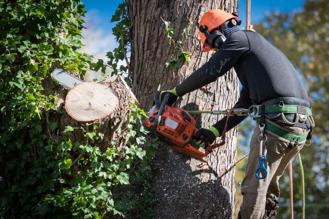 Tree Care